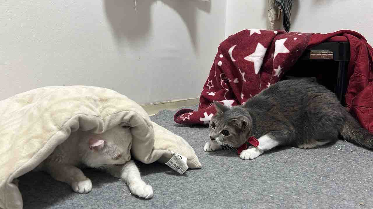 たぬき猫様 🐱 どでーーーーーん。 たぬきさん(งᐢ⓿ᴥ⓿ᐢ)ว‎ ‎٩