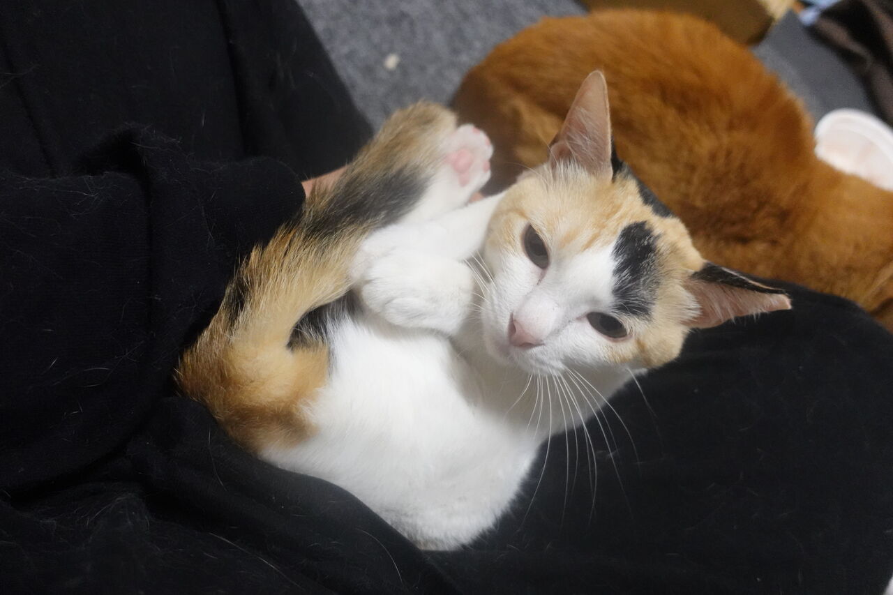 猫たちの体重と体格の比較 2101 ねこかます