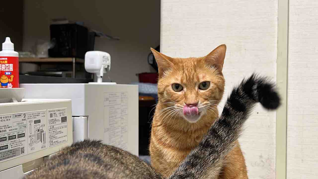 大人になり切れなかった猫 2131 ねこかます