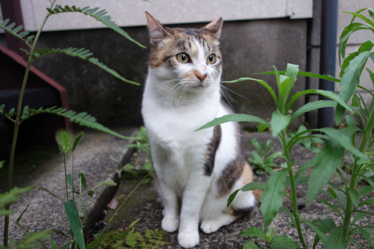ねこいっぴき Neko Ippiki 伊勢角屋麦酒 Ise Kadoya Brewery クラフトビール探すならmybeer