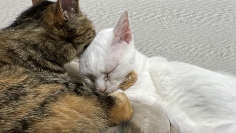 写真 2025-05-23 19 49 04