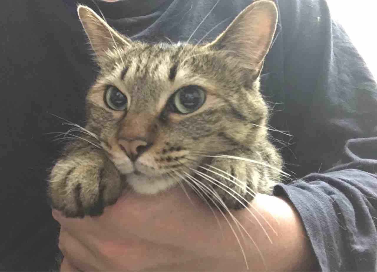 個性のない猫などいない ねこかます