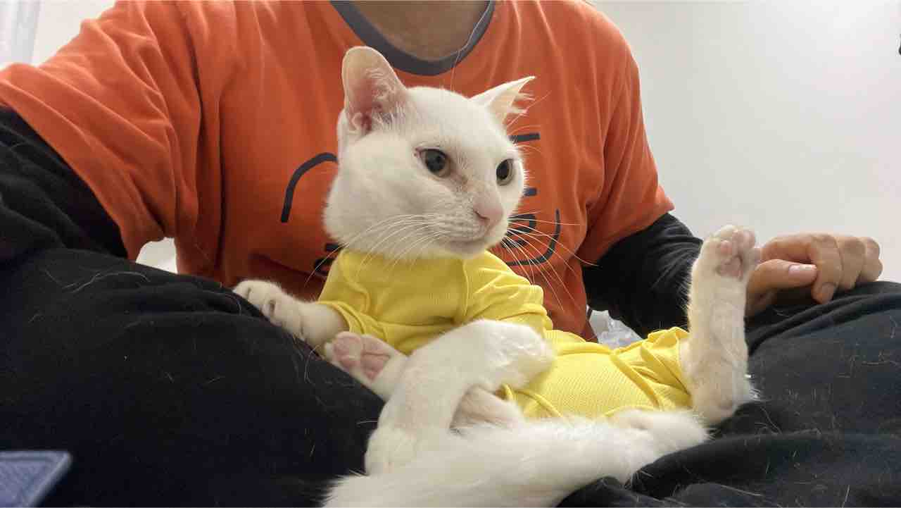 猫たちの部屋割 2607 ねこかます