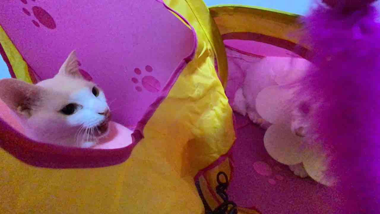 猫テント大活用中 ねこかます 猫テント大活用中 ねこかます