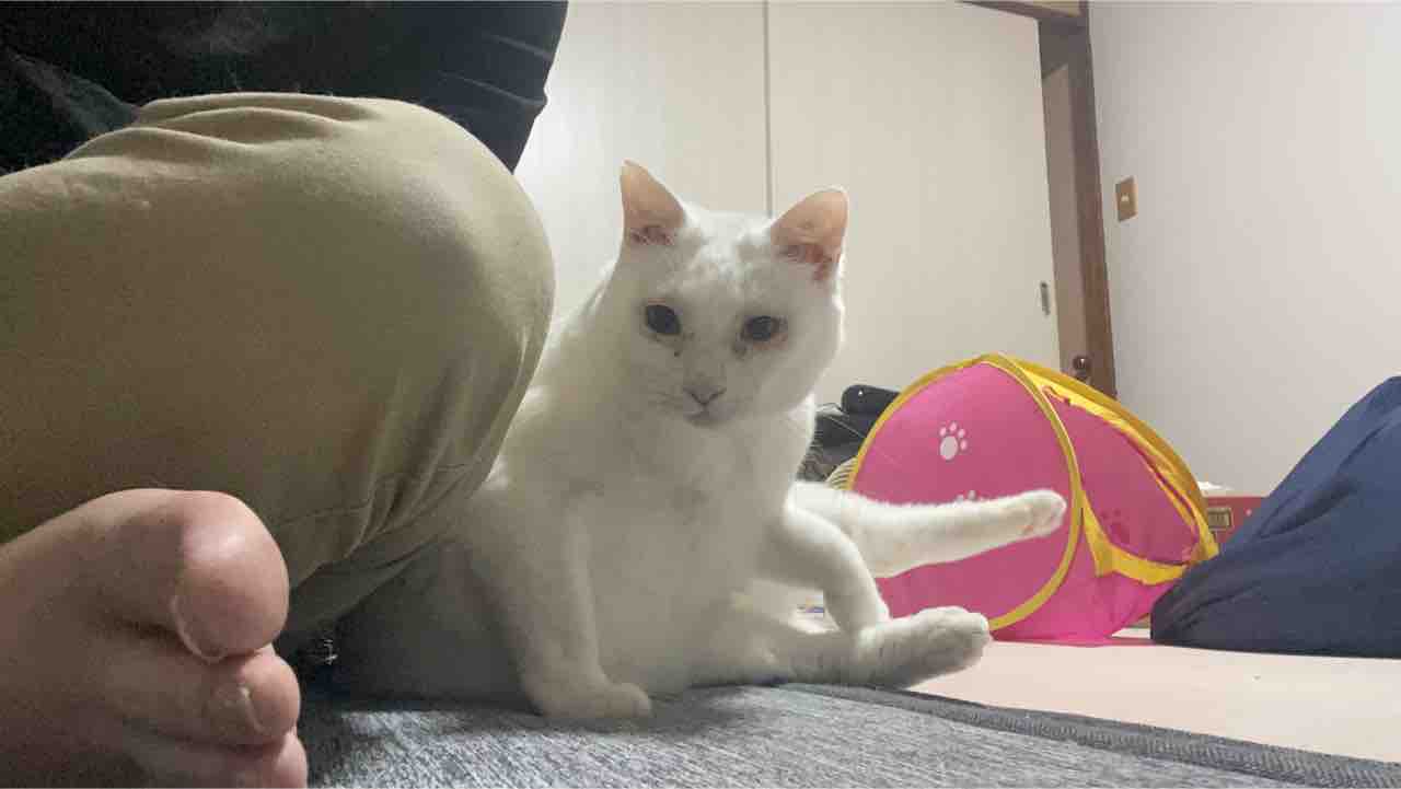 猫が甘える場所 0714 ねこかます 猫が甘える場所 0714 ねこかます
