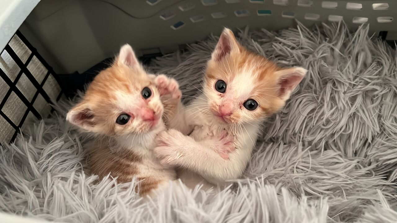 里親募集の子猫ビフォーアフター 20230528 : ねこかます