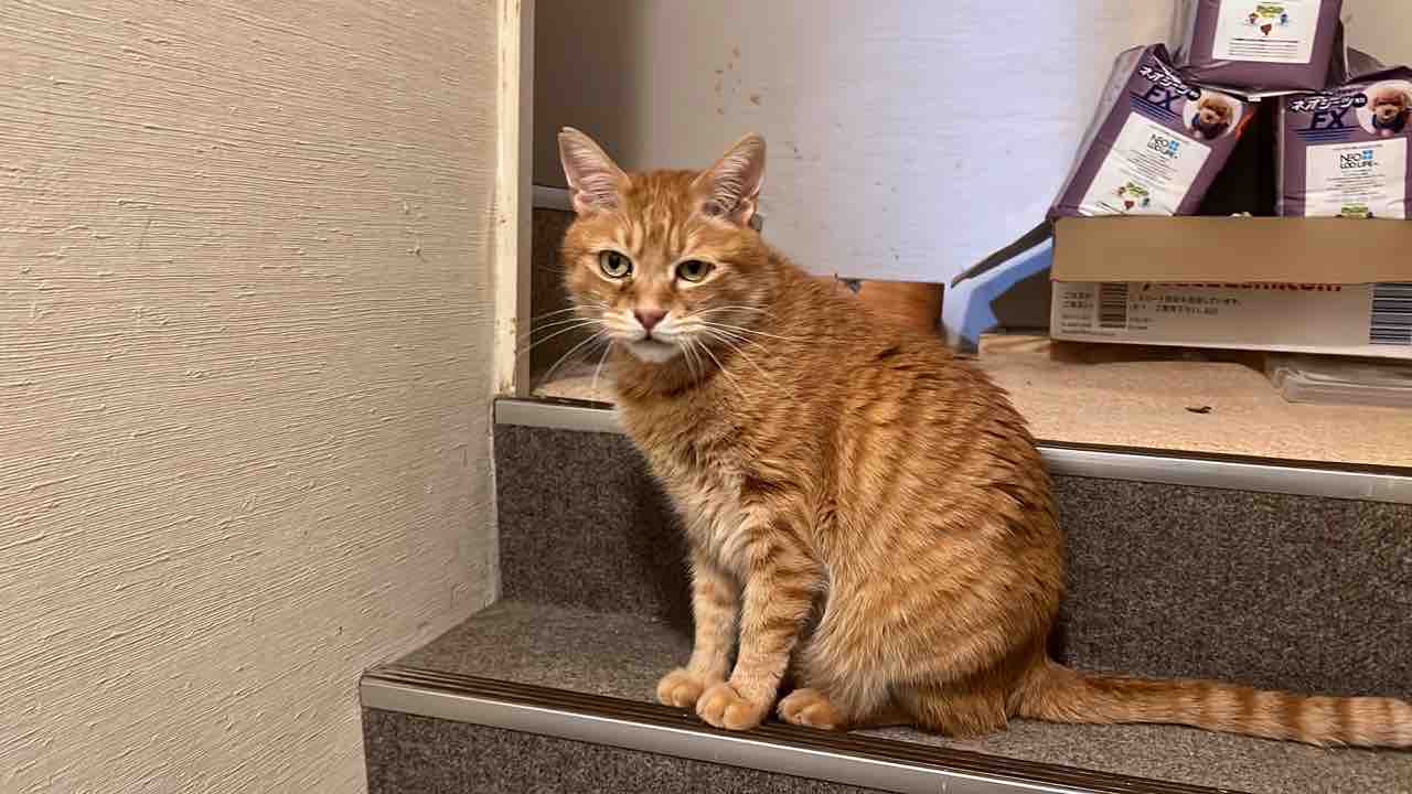 待ち焦がれるボス猫 2331 ねこかます