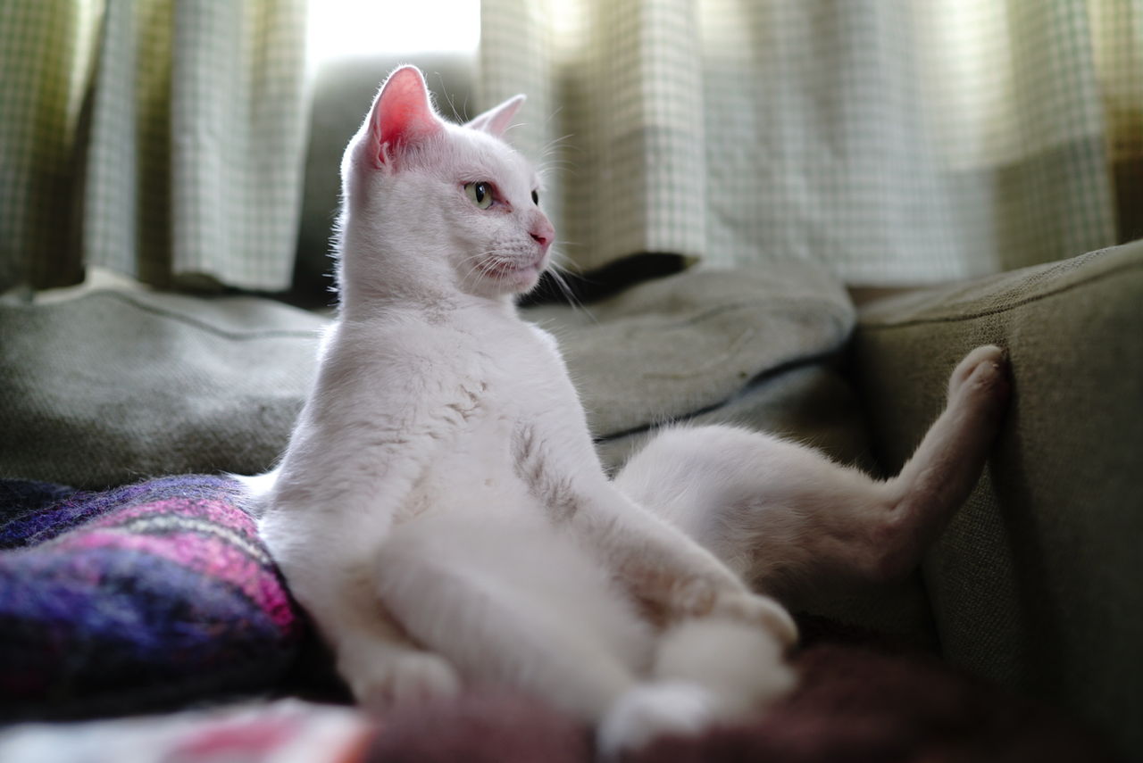 動作は猫 しぐさはおっさん ねこかます