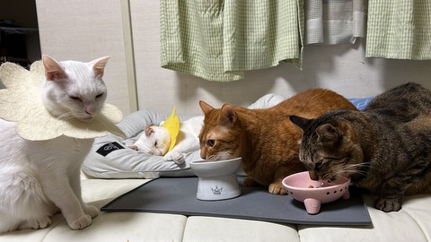 写真 2021-11-26 22 08 54 (21)