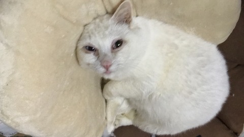 写真 2019-01-01 23 17 19
