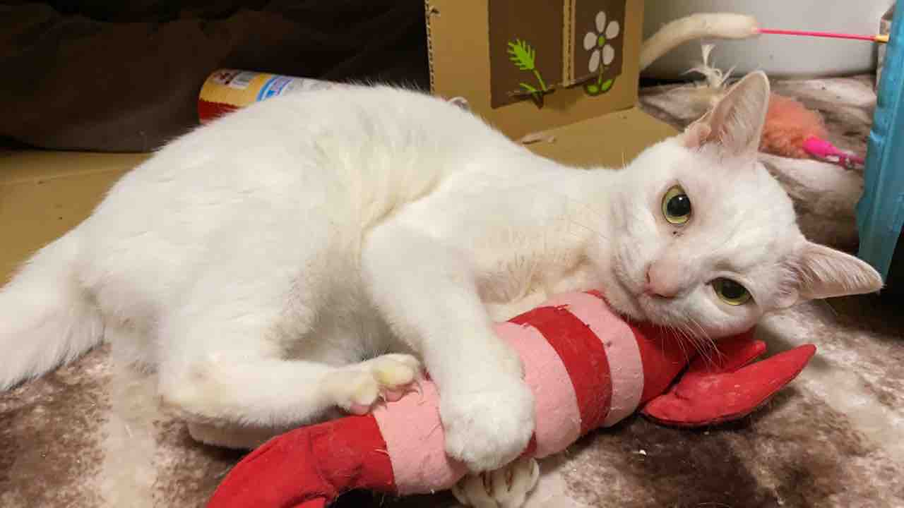 拗ねるマロさん 1914 ねこかます