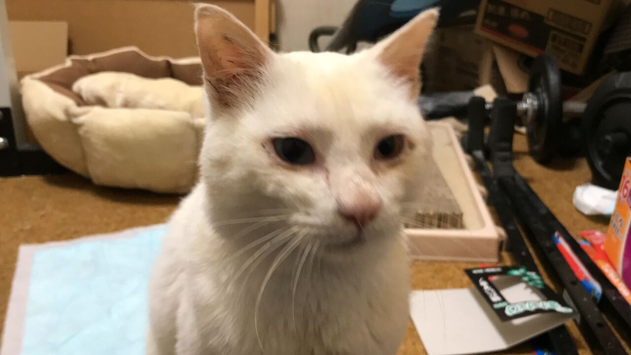 白たぬき 痩せた白猫の頃 2103 ねこかます
