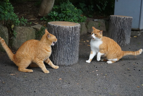 2015-06-13 06.15参瑚栗白に歯向かう