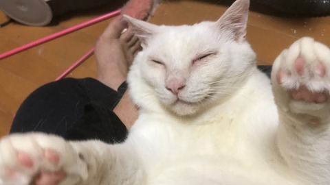 写真 2019-07-06 23 02 41