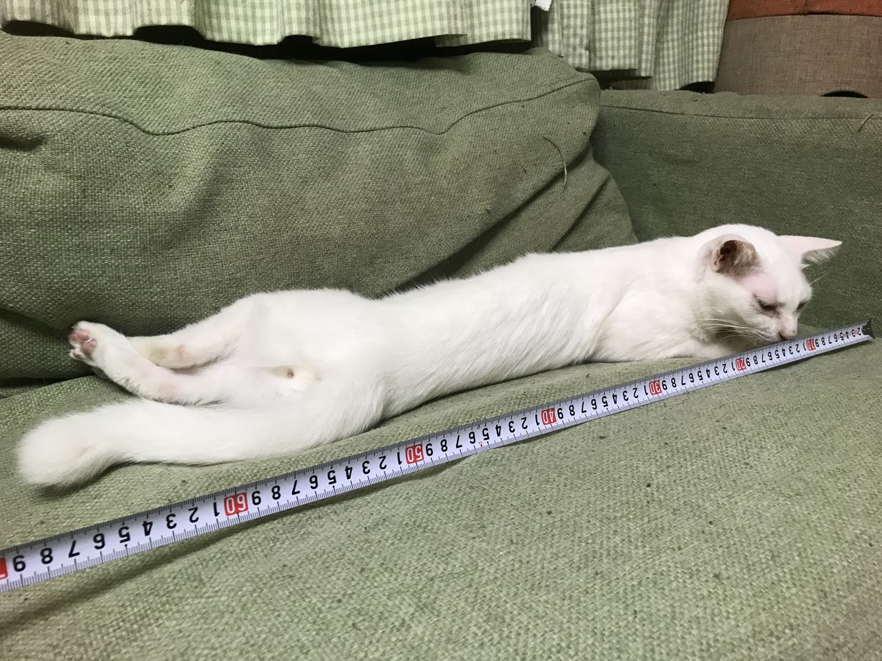 伸びる猫 ねこかます 伸びる猫 ねこかます