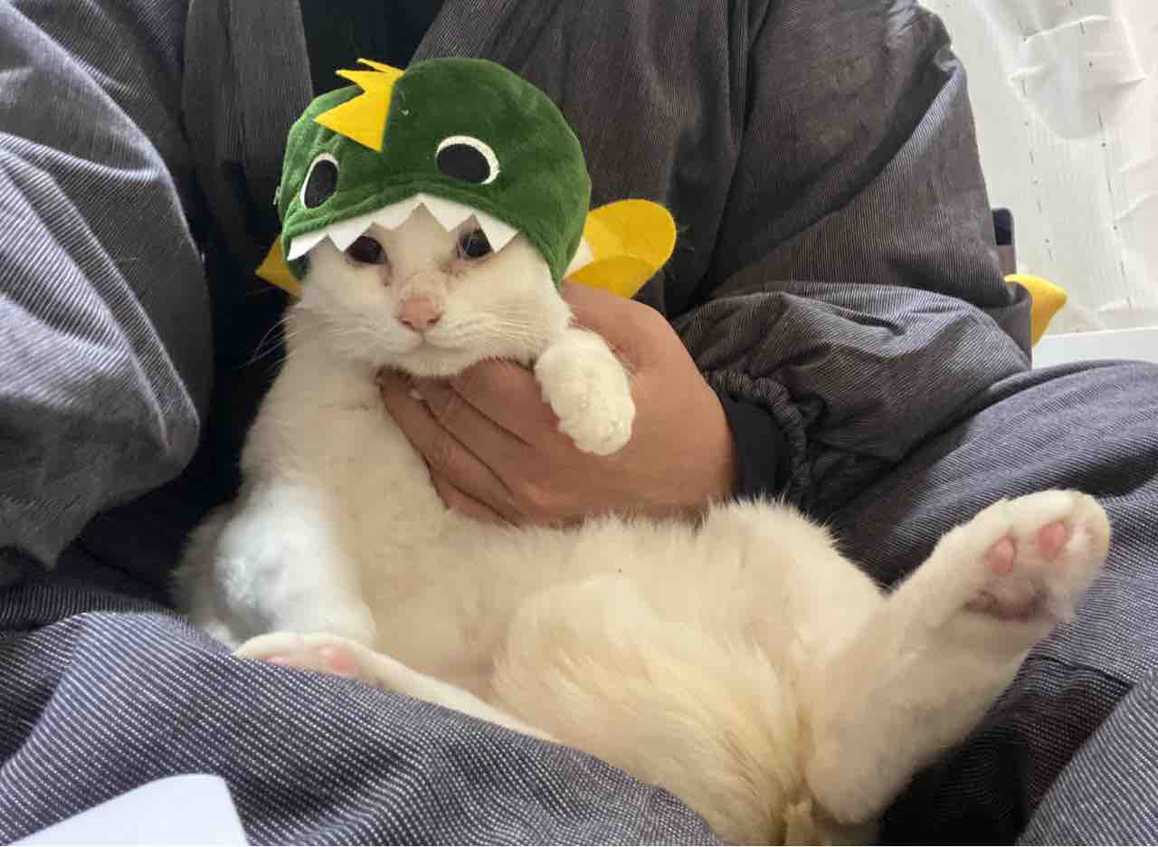 被り物猫ブラザーズ 0112 ねこかます 被り物猫ブラザーズ 0112 ねこかます