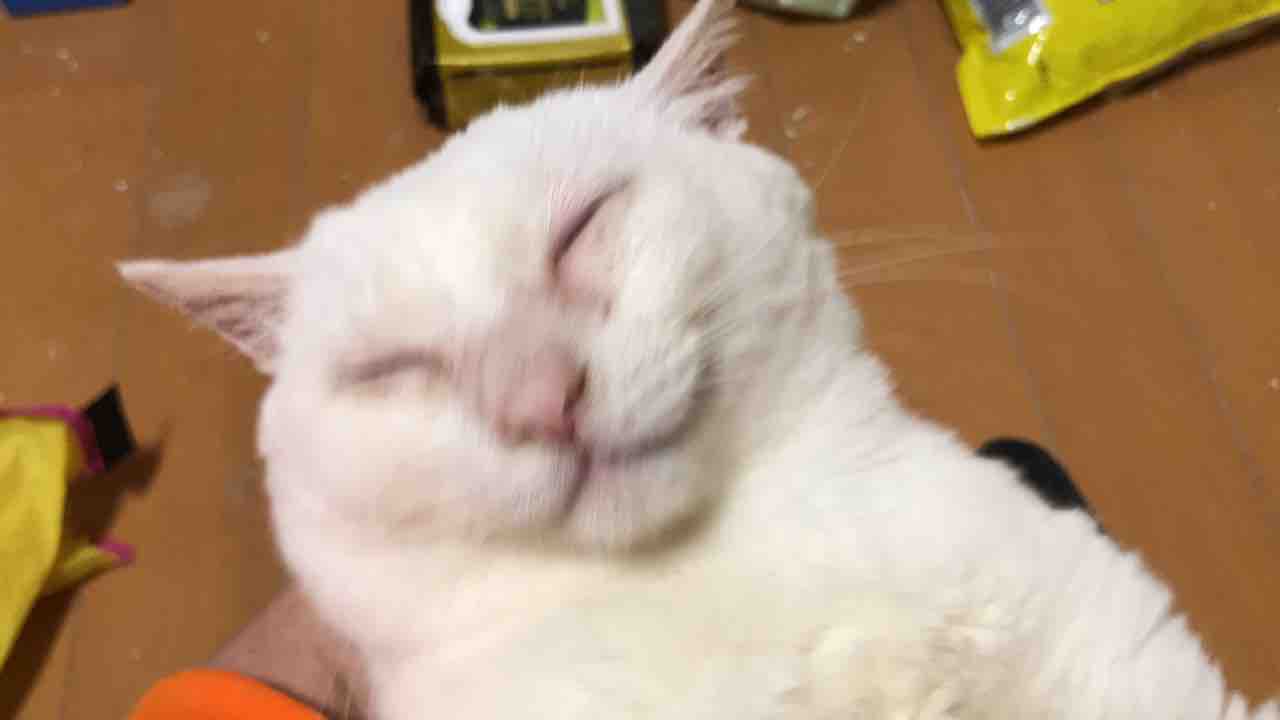 猫が笑顔になるきっかけ ねこかます