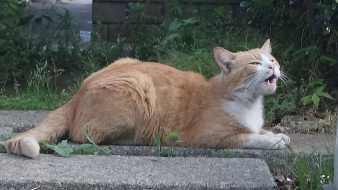 やたらデカい野良猫 20250807 : ねこかます