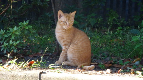 DSC00858