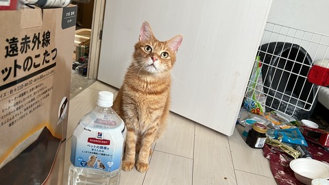 写真 2022-04-06 7 41 07