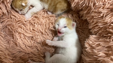 写真 2021-04-25 21 09 58