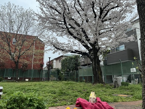 写真 2024-04-06 5 37 16