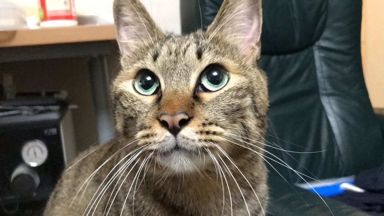 猫の上下関係を観察する ねこかます 猫の上下関係を観察する ねこかます