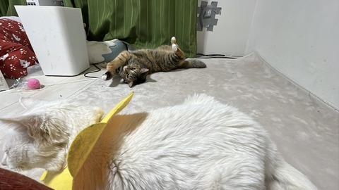 写真 2025-04-13 2 00 17