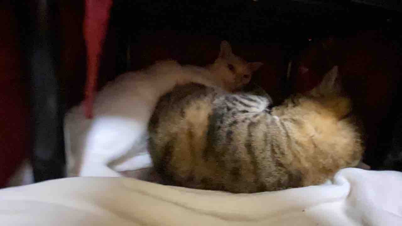 猫こたつの中の風景 04 ねこかます