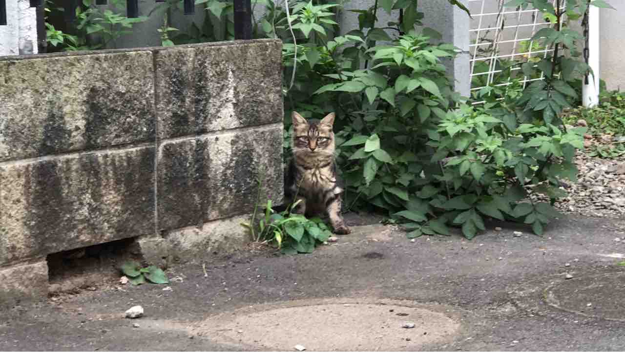 たぬき猫様 たぬき（猫）たち 20180218 : ねこかます