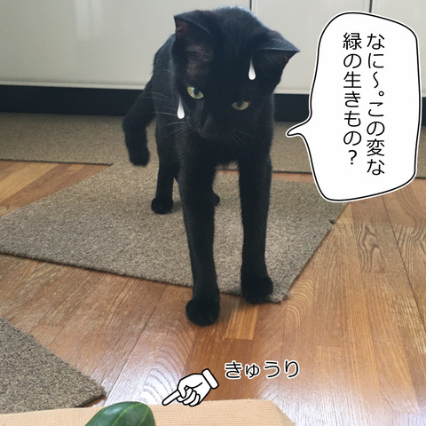 きゅうり１
