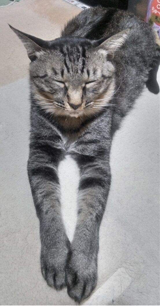 スフィンクス座りのピーター