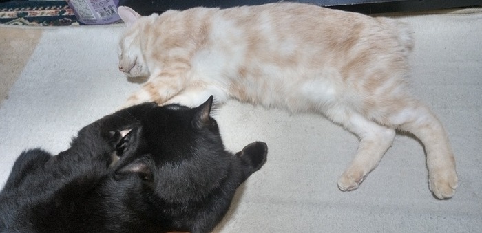 猫又のコン&ピンクタイガー