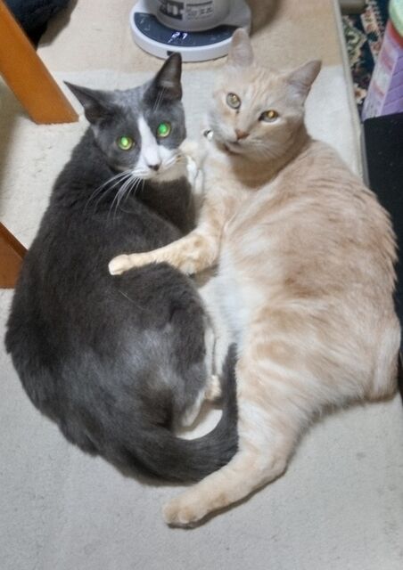 トムキャット&ピンクタイガーの睨み