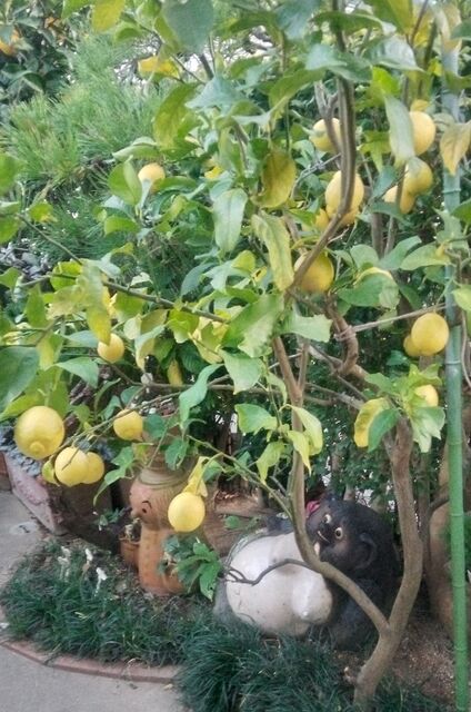 レモンの樹2025