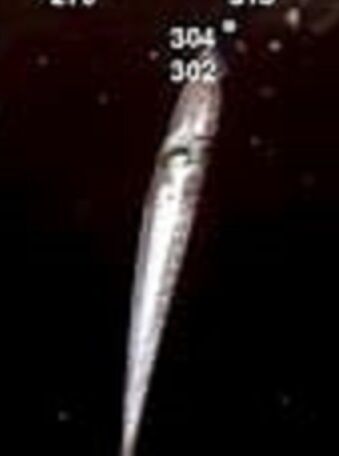 三陸沖のクラゲイカ