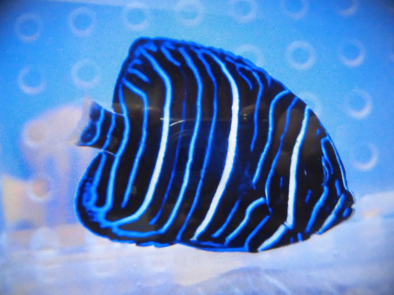 マクロス イエローバンドエンゼルフィッシュ の幼魚 猫吉の海水魚日記 マクロス イエローバンドエンゼルフィッシュ の幼魚 猫吉の海水魚日記