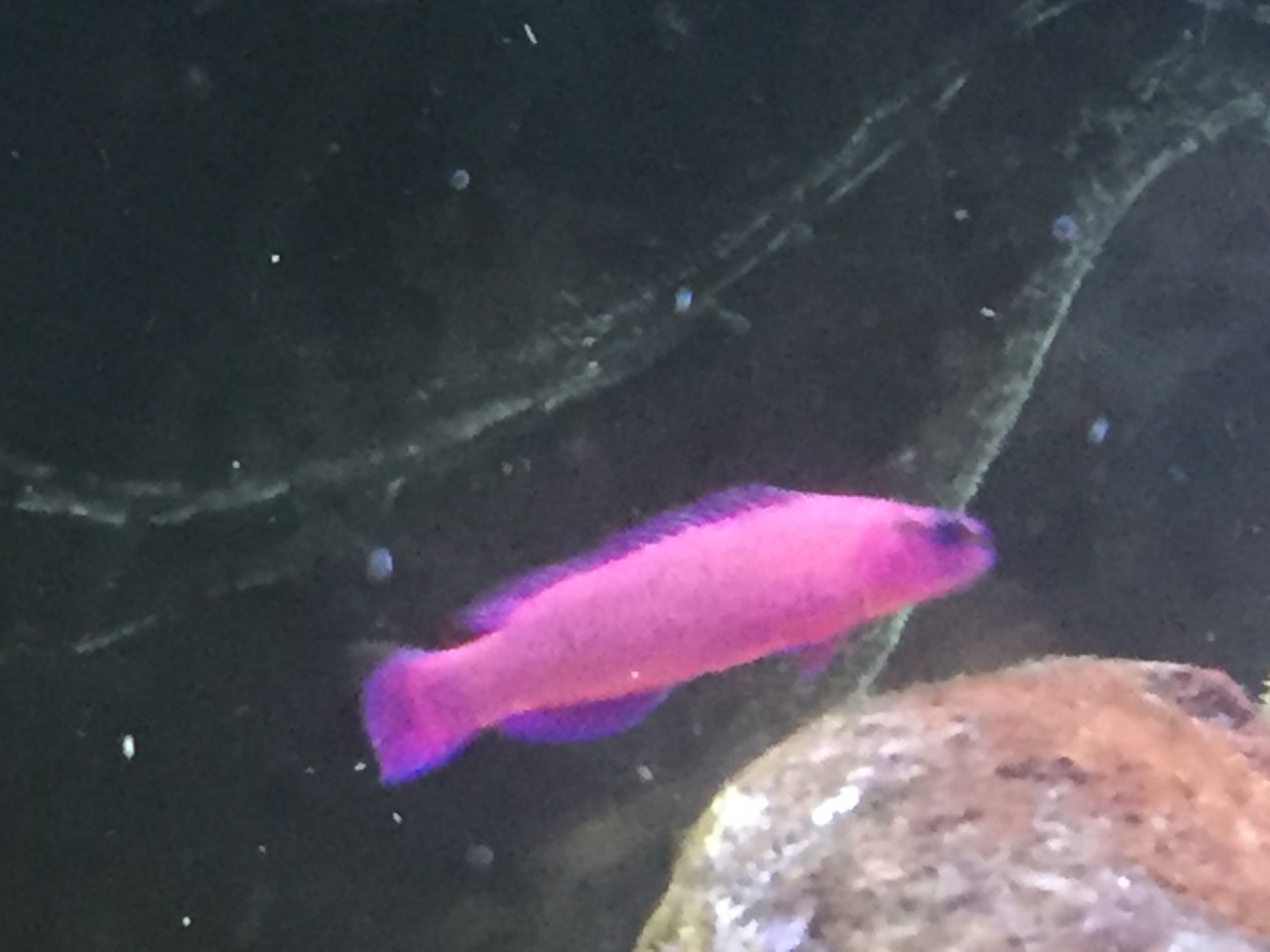 猫吉の海水魚日記 19年04月16日