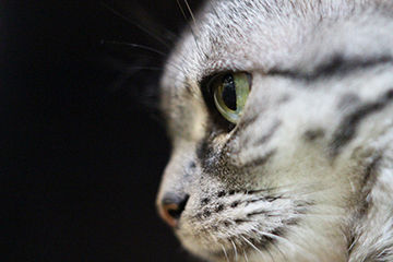 血統書がついていない猫は気立てがいい : ねこきす