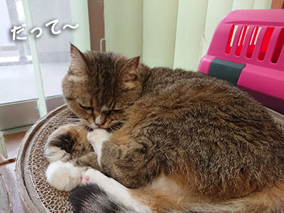 猫のうんちは外がいい ねこきす