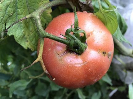 ごほうびトマト裂果 第二弾アスパラ菜初収穫 アブラムシ つれづれなるままに 愛猫と白い箱の菜園と