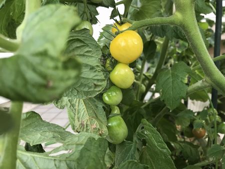 プチぷよ黄初収穫 オカワカメ 雨でも葉ダニ増殖 つれづれなるままに 愛猫と白い箱の菜園と プチぷよ黄初収穫 オカワカメ 雨でも葉ダニ増殖 つれづれなるままに 愛猫と白い箱の菜園と