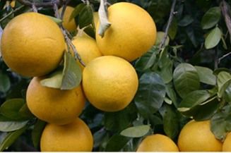 どうやって食べるのかニャア ２月２６日は 猫の目