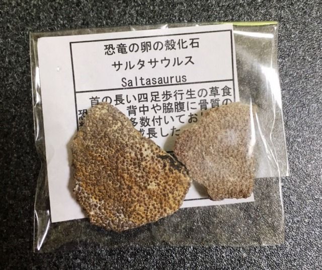 本物の化石がザクザク？！「化石の缶詰」 開封してみました : 博物館