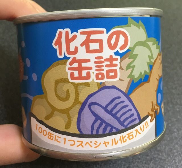 本物の化石がザクザク 化石の缶詰 開封してみました 博物館レポと理科っぽいなにか