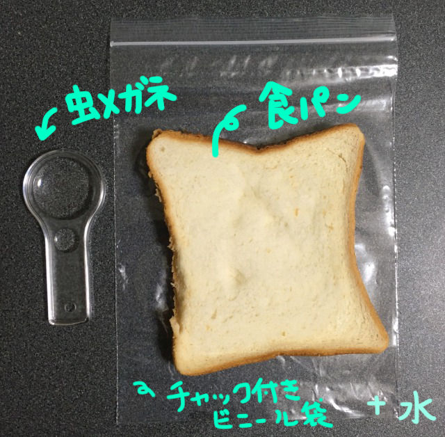 目に見えない食べ物ハンター キッチンの敵 カビ 博物館レポと理科っぽいなにか 目に見えない食べ物ハンター キッチンの敵 カビ 博物館レポと理科っぽいなにか