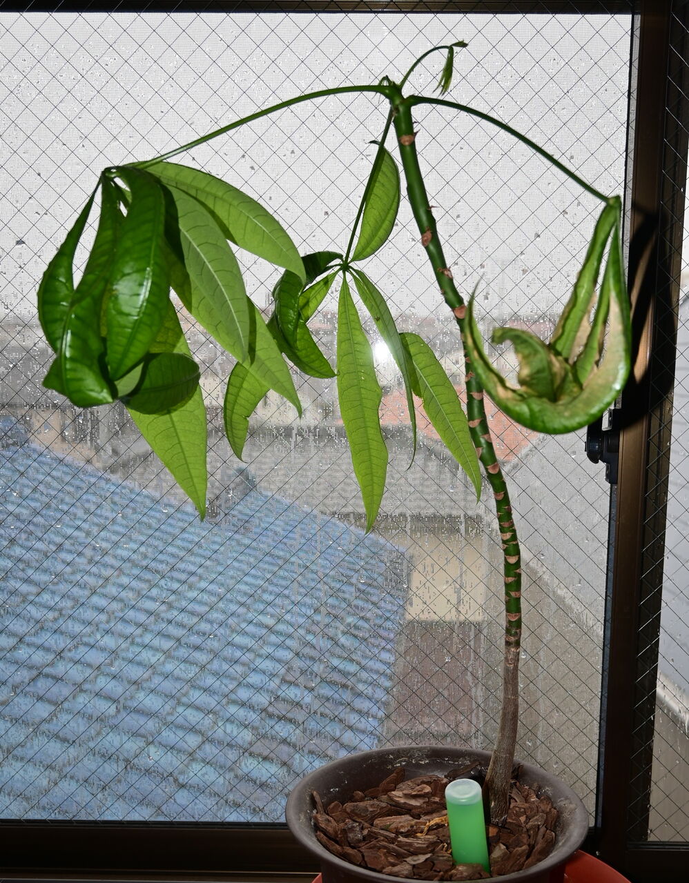 パキラの剪定 ねこめしのよなよな工房ブログ