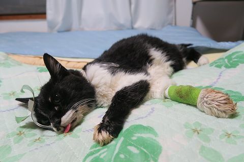肝リピドーシス】最後に3日間だけごまと戦おうと決めた。 : ねこもり