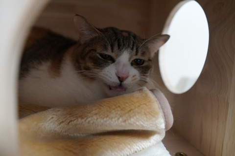 DSC04033