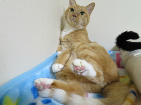 粗相してなんぼのこっちゃんと ブラックライトが猫の粗相発見にちょっとだけ便利な話 ねこもり 粗相してなんぼのこっちゃんと ブラックライトが猫の粗相発見にちょっとだけ便利な話 ねこもり